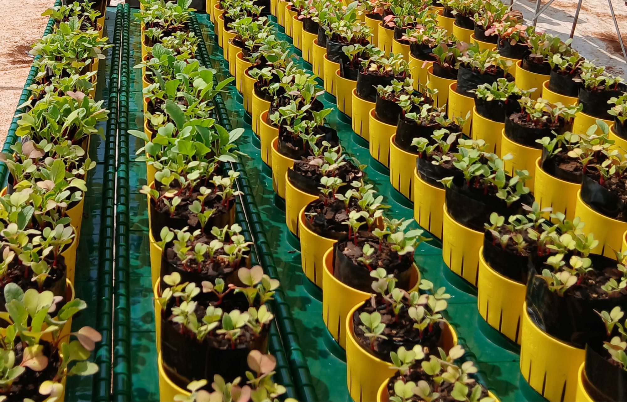 Healthy seedlings growing in upcycled yellow plastic bottles