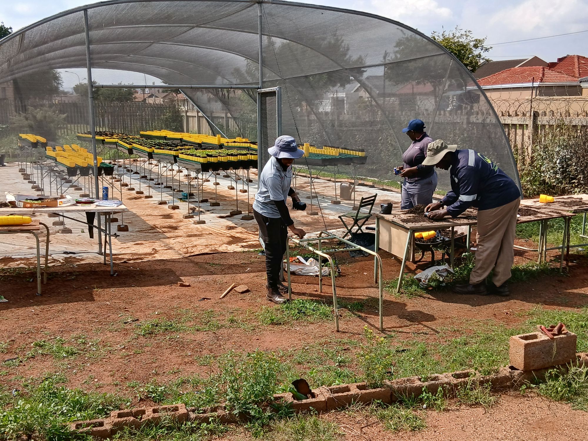 Community growing tunnel with rows of compact seedling trays
