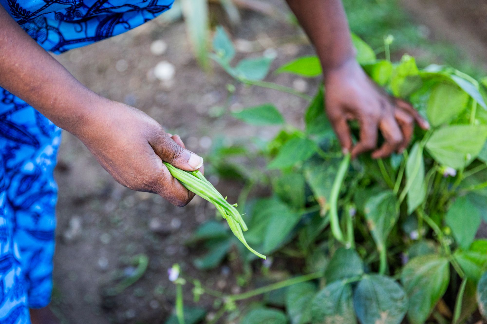 Hands picking fresh green beans from a home garden